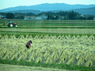 Рисовые поля в октябре