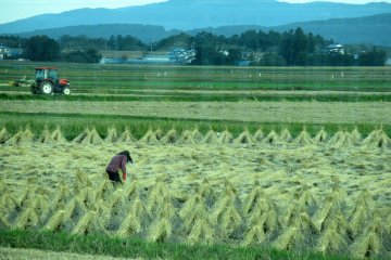 Rice fields in October