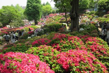 Azalea of different colors and kinds