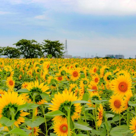 Autumn Sunflowers in Kawagoe