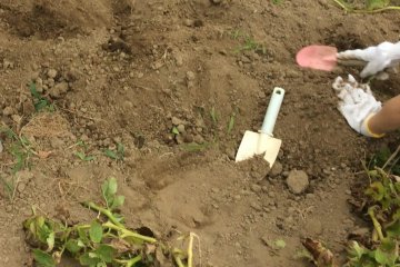 Sweet potato digging