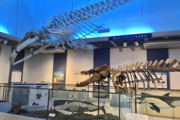 Под потолком - скелет современного кита, под ним- его древний сородич. 