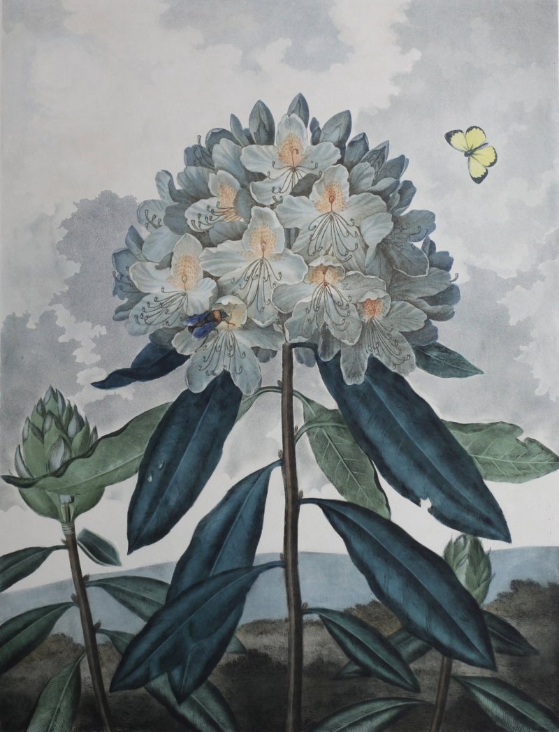 A variety of botanical-themed art will be displayed at the event
