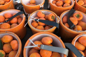 Buckets full of perfect persimmon