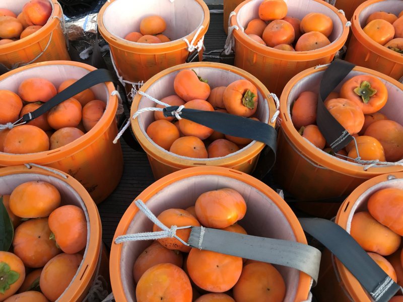 Buckets full of perfect persimmon