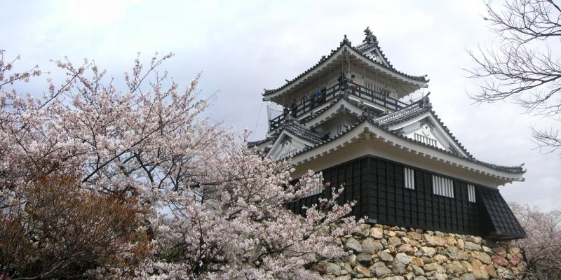 Hamamatsu Castle in cherry blossom season