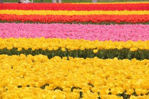 Rows and rows of colorful tulips to enjoy