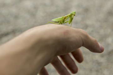 I found this Mantis while enjoying the shade. I must have played with it for at least and hour and a local kindly told me that the Japanese name is Kamakiri (カマキリ)