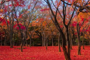The stunning Kitanomaru Park