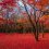 5 Fall Foliage Spots in Chiyoda Ward