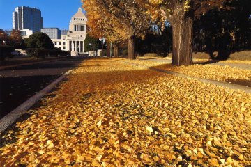 Fallen gingko leaves blanket the ground in yellow outside the parliament buildings
