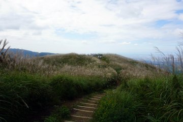 Susuki fields at the summit
