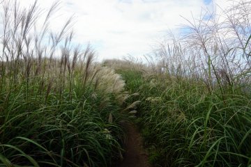 Narrow path through the susuki