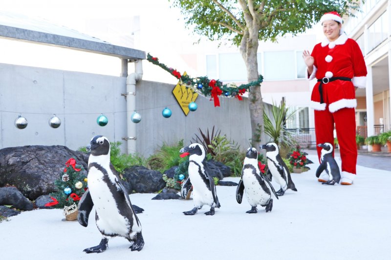 Christmas Penguin Parade