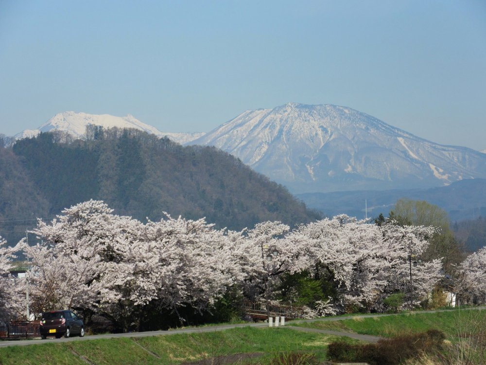 Горный хребет Хида и цветущая сакура в середине апреля