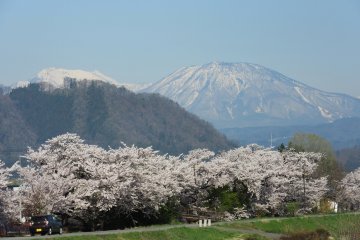 Горный хребет Хида и цветущая сакура в середине апреля