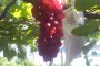Yoshioka Town Ogura Grape Orchards
