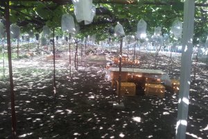 The shady orchard with tasting table