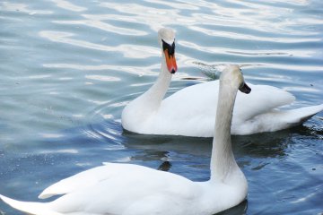 Лебеди - гости озера Инавасиро
