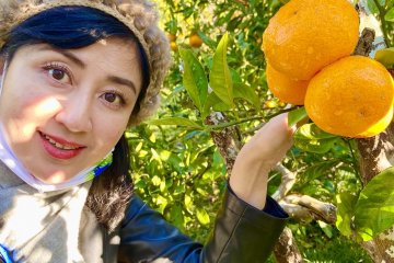 Mandarin orange picking