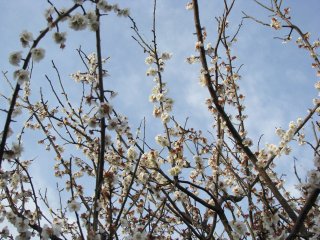 Февраль и март - сезон цветения сливы