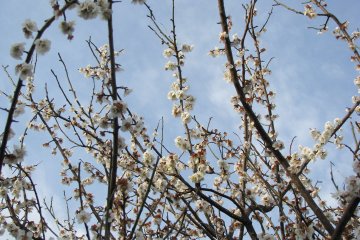 Февраль и март - сезон цветения сливы