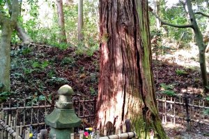 Katakura's grave is marked by a towering cedar tree