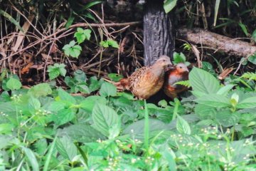 Bamboo partridge pair, July 26th