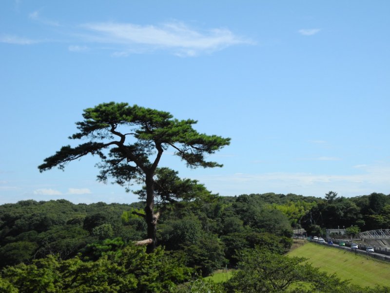 Higashiyamato City tree, by the lake