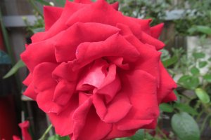 Красная роза - символ страстной любви