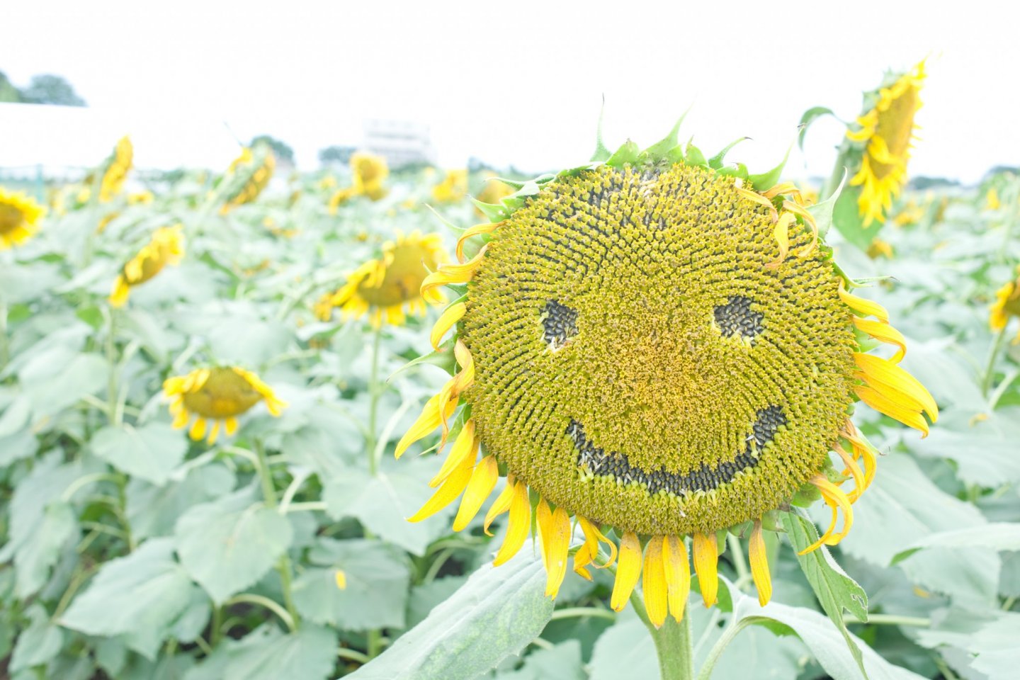 Sunflower in Kiyose City