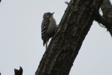 Pygmy Woodpecker, March 23rd