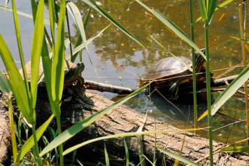 Turtles Miyata Pond, May 8th