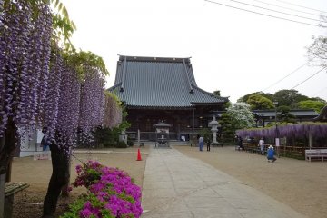 An impressively old wisteria tree is the highlight of Myofukuji Temple