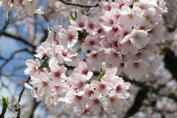 Сакура (весна)