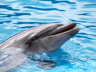В Дельфинарии можно увидеть дельфинов близко