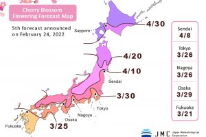 Cherry Blossom Forecast 2022