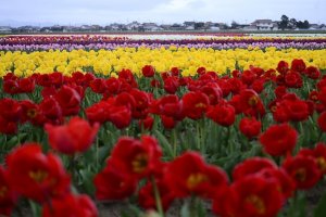 5 Spots for Spring Blooms in Shimane