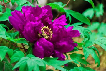 Peonies are what Yuushien is best known for