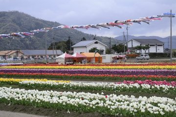 5 Spots for Spring Blooms in Shimane