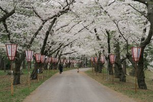 Ashino Park in spring