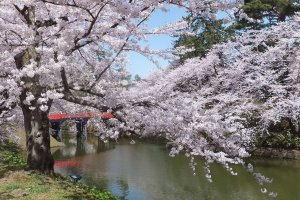 5 Spots for Spring Blooms in Aomori