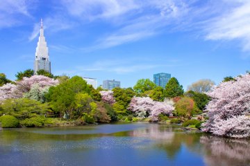Tokyo's Top 5 Sakura Spots