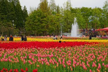3 Spots for Spring Blooms in Toyama