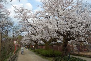 3 Spots for Spring Blooms in Toyama