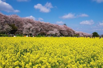 Gongendo Park provides vibrant yellow nanohana contrasted with perfect pink sakura