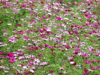 A field of cosmos at the Aso Milk Farm
