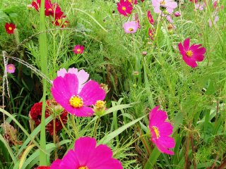 Cosmos provide a burst of color on the autumn landscape