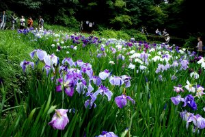 Purple Places in Japan