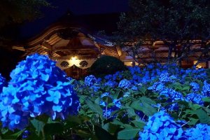 5 Hydrangea Destinations Across Tohoku